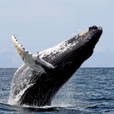 Whale leaping out of the ocean