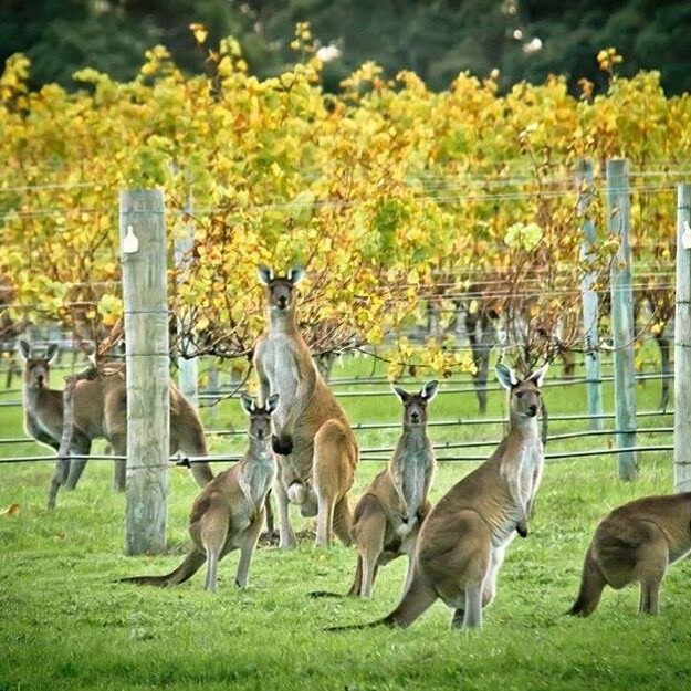 Kangaroos in the Vineyards